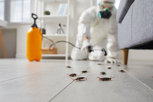 Commercial Rodent Management in Pine Island